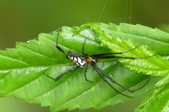 Leucauge tessellata