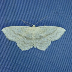 Scopula nigropunctata