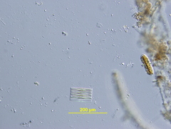 Fragilaria