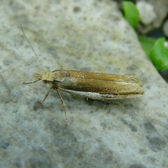 Ypsolopha parenthesella