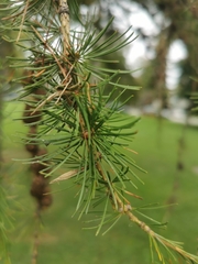 Larix