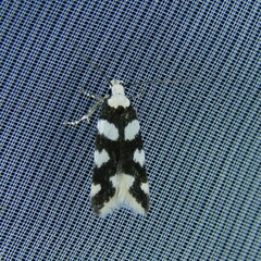 Pseudotelphusa tessella