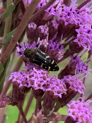 Acmaeodera pulchella
