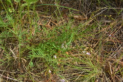 Astragalus miser
