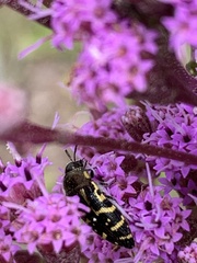 Acmaeodera pulchella