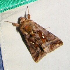 Autographa jota
