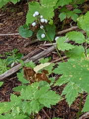 Actaea rubra neglecta