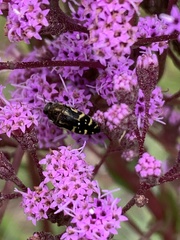 Acmaeodera pulchella