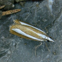 Catoptria pyramidellus