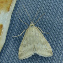 Udea nebulalis