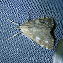 Udea olivalis