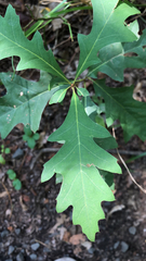 Quercus