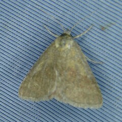 Phytometra viridaria