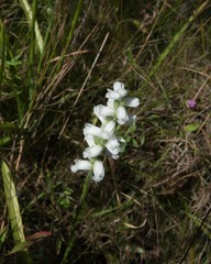Spiranthes incurva