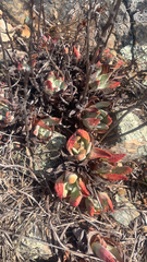 Dudleya farinosa