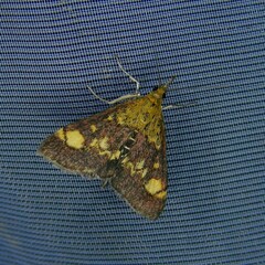Pyrausta aurata