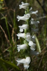 Spiranthes incurva