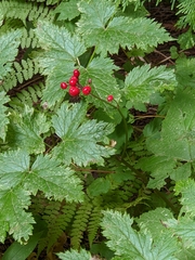 Actaea rubra rubra