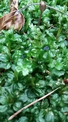 Mniaceae