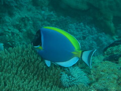 Acanthurus leucosternon