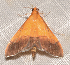 Pyrausta bicoloralis