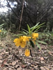 Senna roemeriana