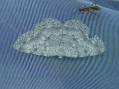 Charissa glaucinaria