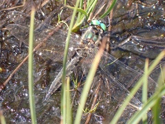 Somatochlora alpestris