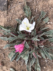 Oenothera cespitosa