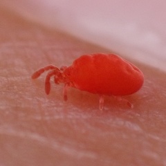 Trombidioidea
