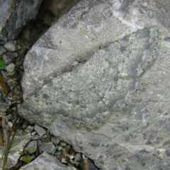 Charissa glaucinaria