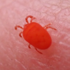 Trombidioidea