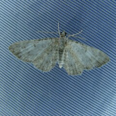 Eupithecia