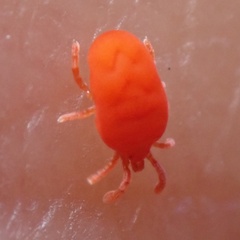 Trombidioidea