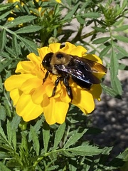 Xylocopa virginica virginica