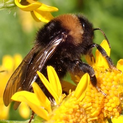 Bombus