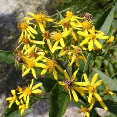 Senecio ovatus