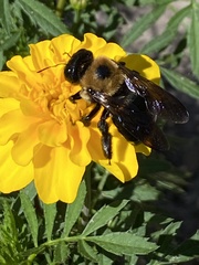 Xylocopa virginica virginica