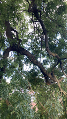 Styphnolobium japonicum
