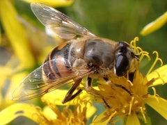 Eristalis tenax