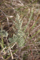 Artemisia pontica