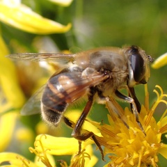 Eristalis tenax