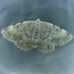 Charissa glaucinaria