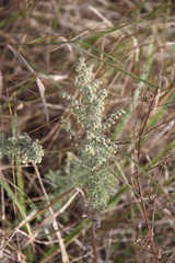Artemisia pontica