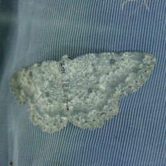 Charissa glaucinaria