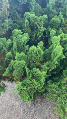 Platycladus orientalis