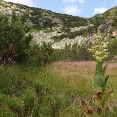Veratrum album