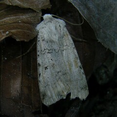 Epipsilia grisescens