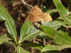Pseudacraea lucretia