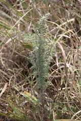 Artemisia pontica
